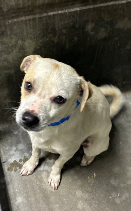 Yoshi, Chihuahua (medium coat)