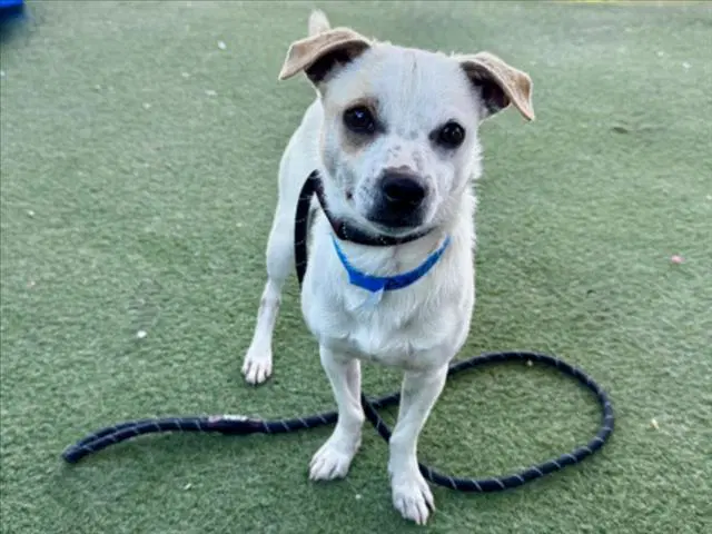 Yoshi - Chihuahua