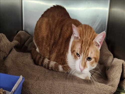 NORMAN, a cat for adoption from West Los Angeles Animal Care and Control Center