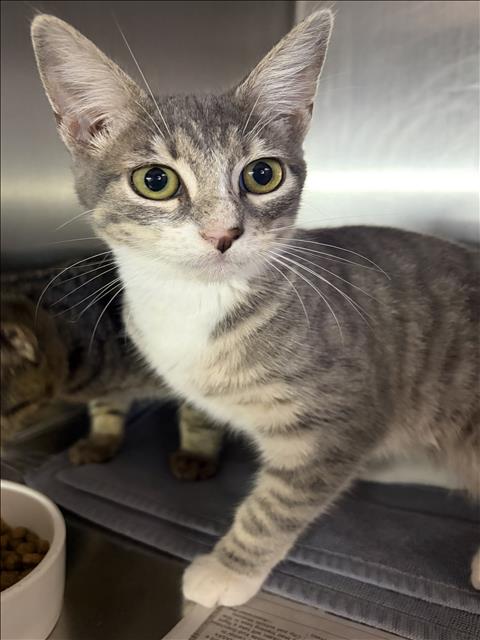 MITTENS, a cat for adoption from West Los Angeles Animal Care and Control Center