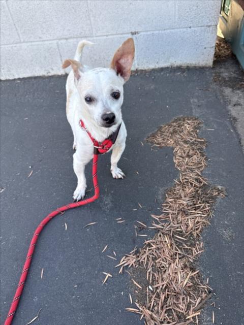 Kiki, Chihuahua (medium coat)
