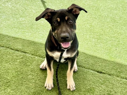 Holister, German Shepherd Dog (medium coat)