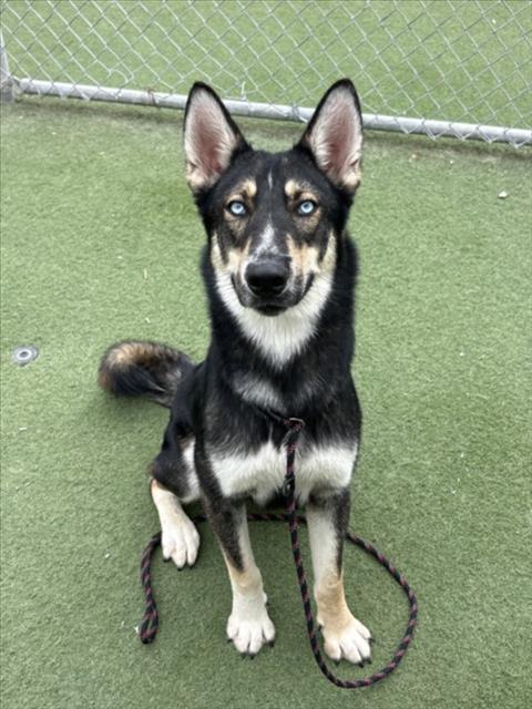Lobo, Siberian Husky (medium coat)