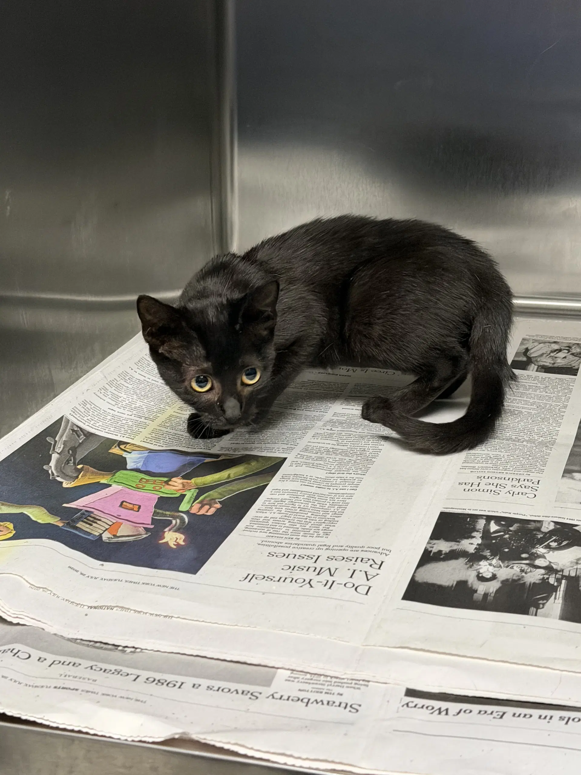 Abra - Domestic Short Hair
