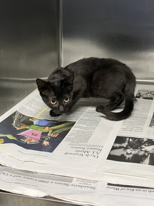 ABRA, a cat for adoption from West Los Angeles Animal Care and Control Center