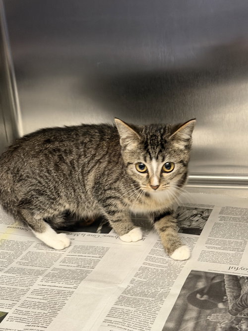 BRUNA, a cat for adoption from West Los Angeles Animal Care and Control Center
