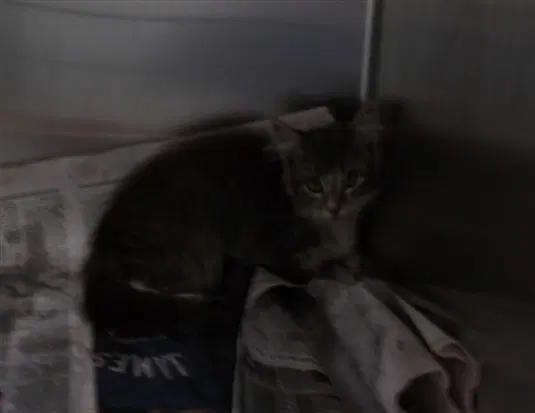 Jupiter - Domestic Short Hair