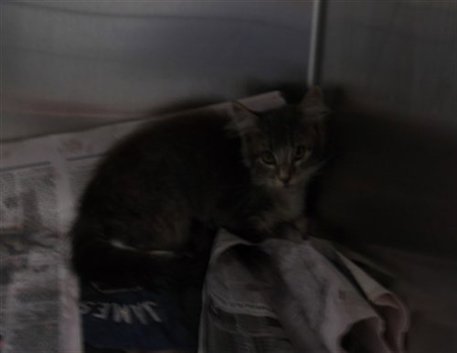 Jupiter, Domestic Short Hair (medium coat)