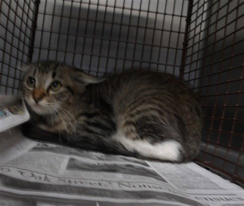 Saturn, Domestic Short Hair (medium coat)