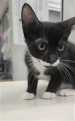 Parallax - Domestic Short Hair