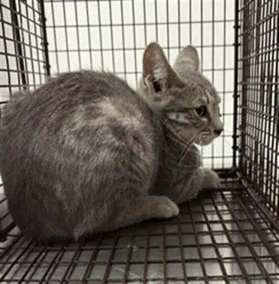 Gwen - Domestic Short Hair