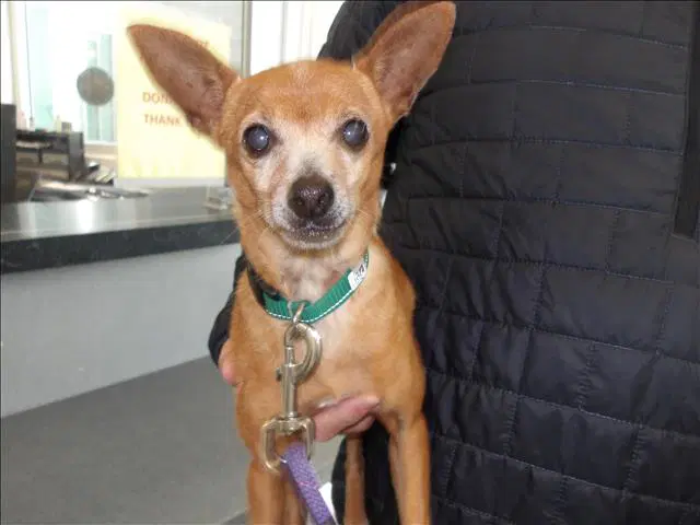 Lola - Chihuahua
