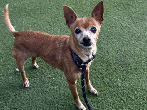 Lola, Chihuahua (medium coat)