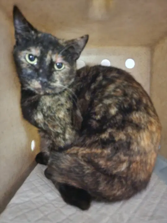 Sahara - Domestic Short Hair