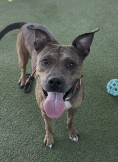 Butter Scotch - Pit Bull Terrier