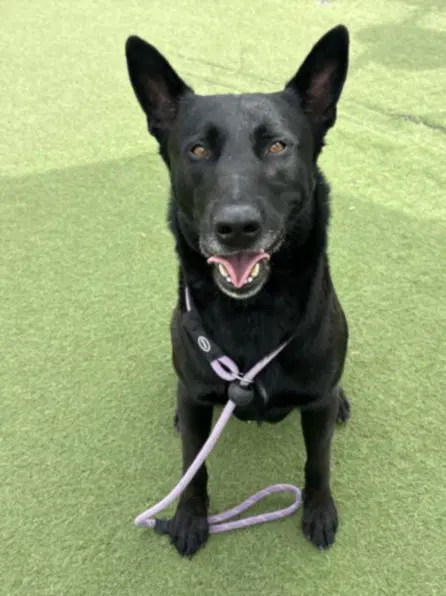 Waylon - Belgian Shepherd Malinois