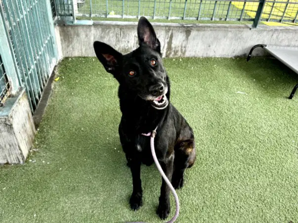 Waylon - Belgian Shepherd Malinois