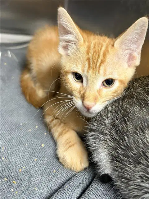 Zach - Domestic Short Hair