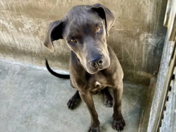 Moonbeam - Great Dane