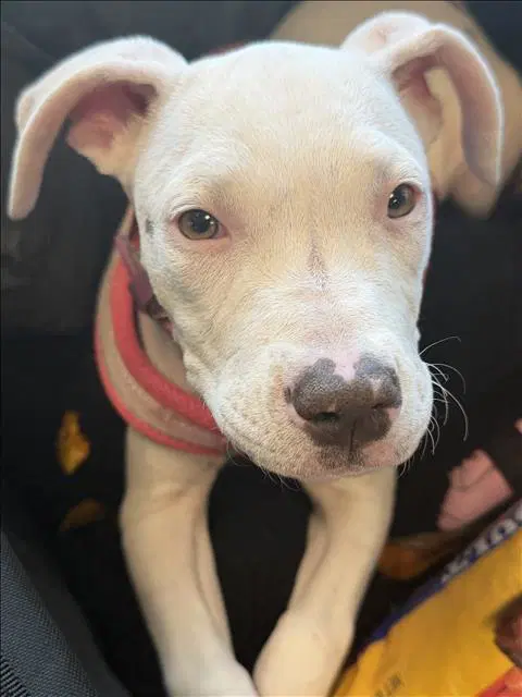 Becky - Pit Bull Terrier