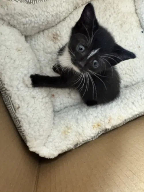 Mercedes - Domestic Short Hair