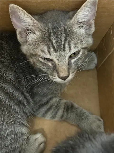 Bubbles - Domestic Short Hair