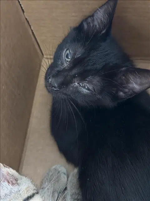 Cathrine - Domestic Short Hair