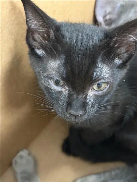 Daroll - Domestic Short Hair