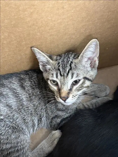 Albert - Domestic Short Hair