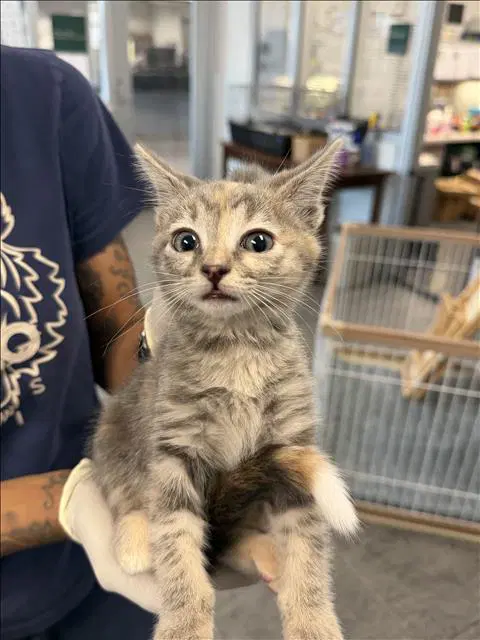 Aberham - Domestic Short Hair