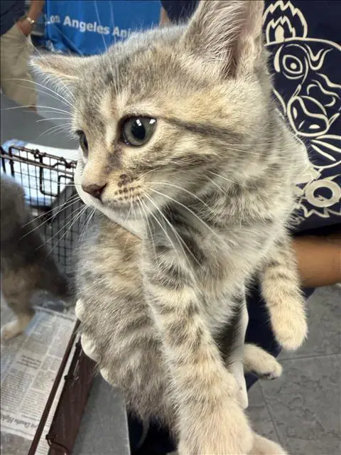 Beth - Domestic Short Hair