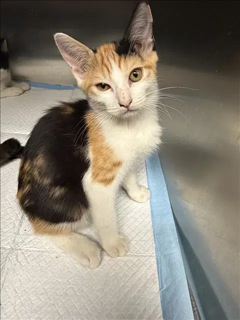 Tulip - Domestic Short Hair