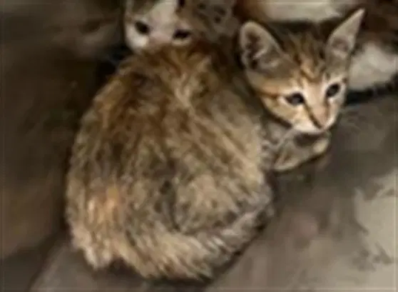 Unknown - Domestic Short Hair
