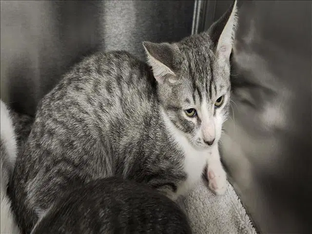 Rocky - Domestic Short Hair