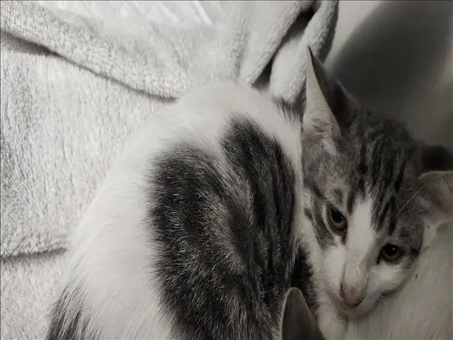 Beans - Domestic Short Hair