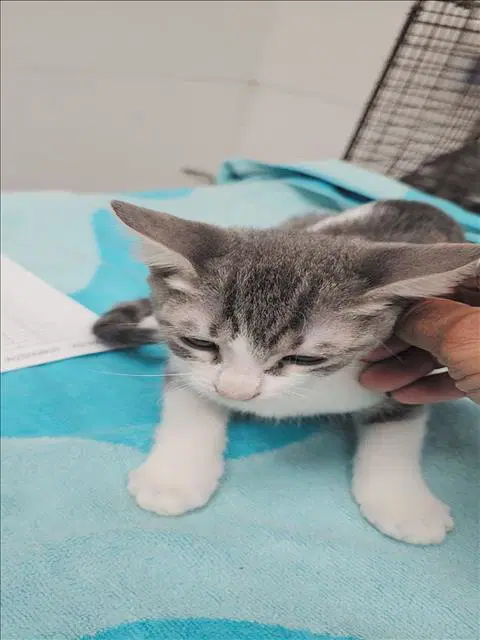 Sushi - Domestic Short Hair