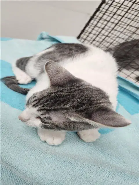 Meowsters - Domestic Short Hair
