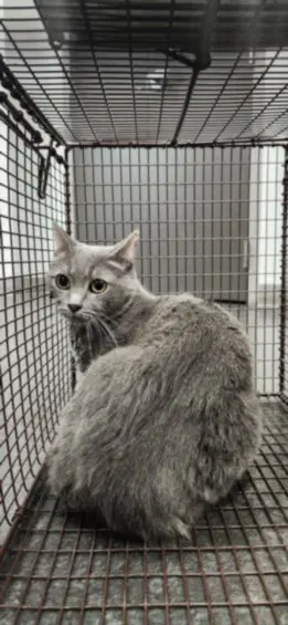 Unknown - Domestic Short Hair
