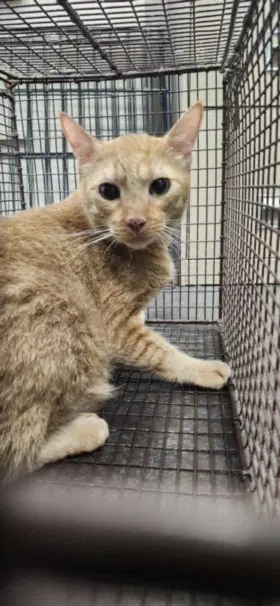 Manushka - Domestic Short Hair