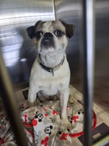 Fester - Pug
