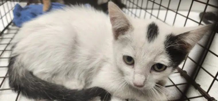 Flora - Domestic Short Hair