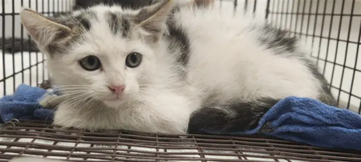 Brian - Domestic Short Hair