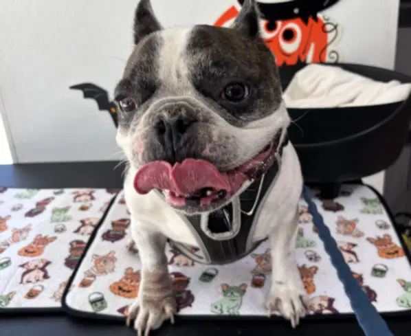 Wavy - French Bulldog