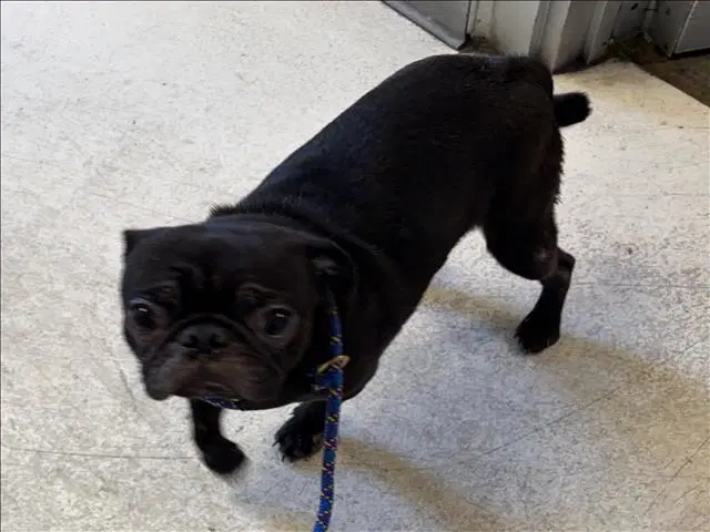 Bartolomo - Pug