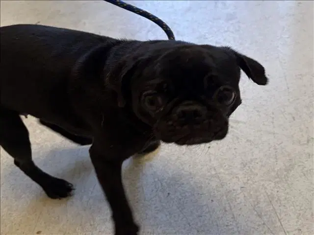 Gordita - Pug