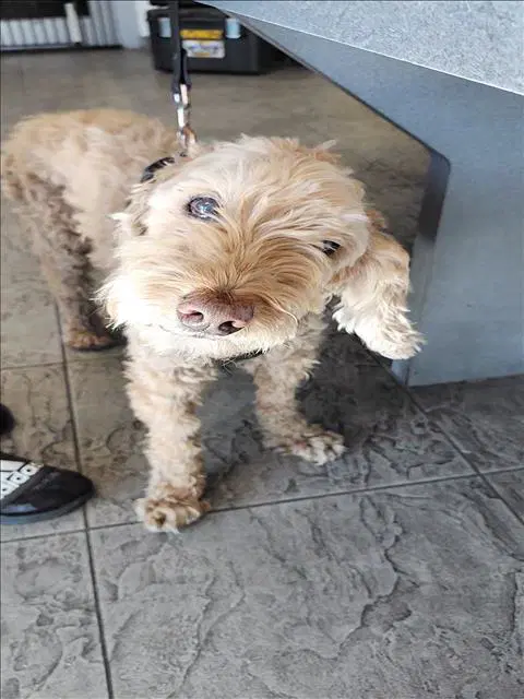 Dubu - Poodle (Standard)