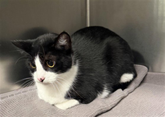 TUXEDO