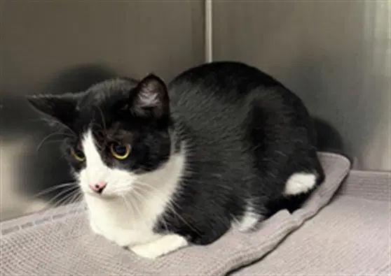 Tuxedo - Domestic Short Hair