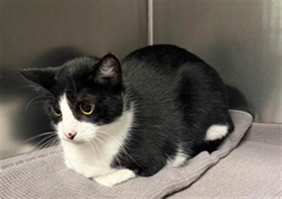 Tuxedo