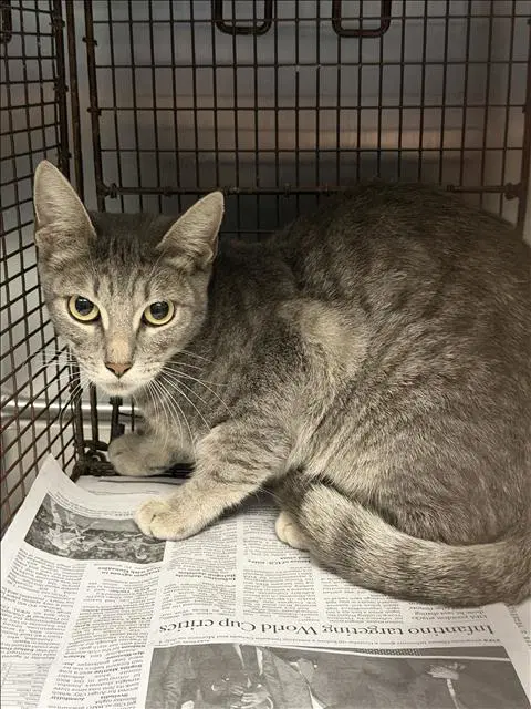 Raven - Domestic Short Hair